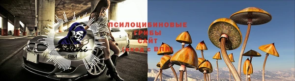 индика Новодвинск